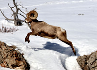 Bighorn Sheep