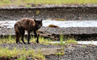Grey Wolves
