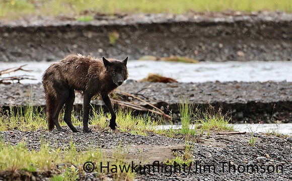 Grey Wolves