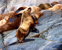 Steller Sea Lion