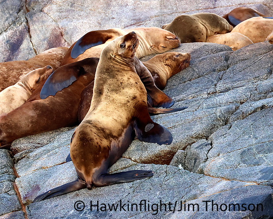 Steller Sea Lion