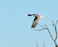 White-tailed Kite