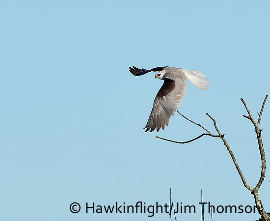 White-tailed Kite