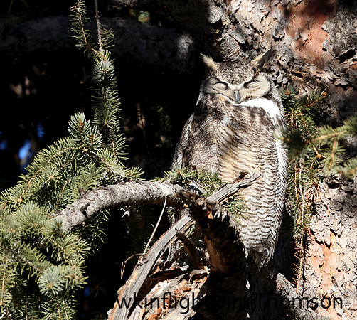 Great Horned Owl