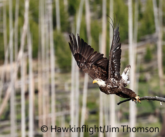 Bald Eagle