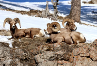 Bighorn Sheep