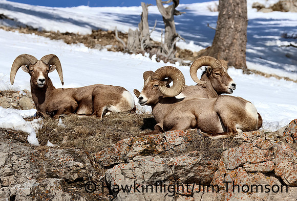 Bighorn Sheep