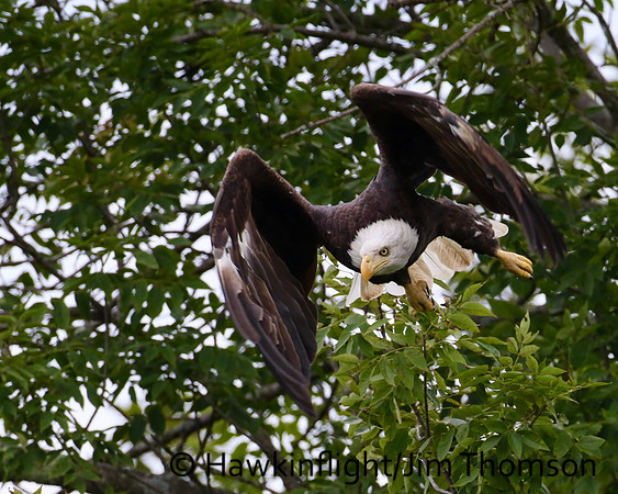 Bald Eagle