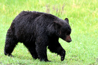 Black Bear