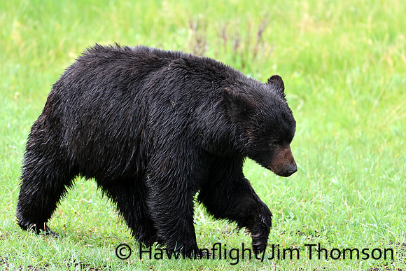 Black Bear