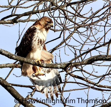 Red-tailed Hawk