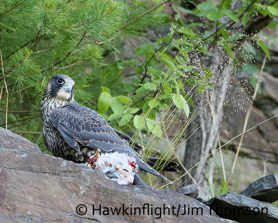 Peregrine Falcon
