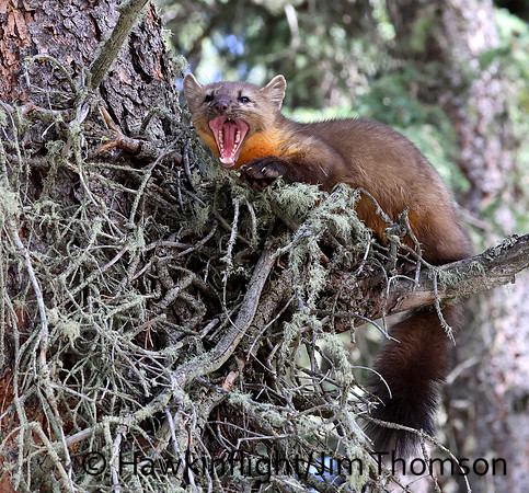 Pine Marten