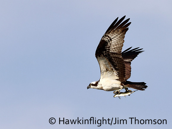 Osprey