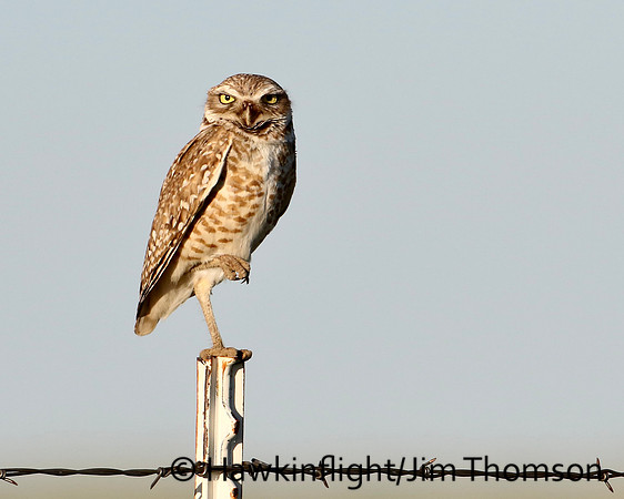 Burrowing Owl
