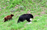 Black Bear
