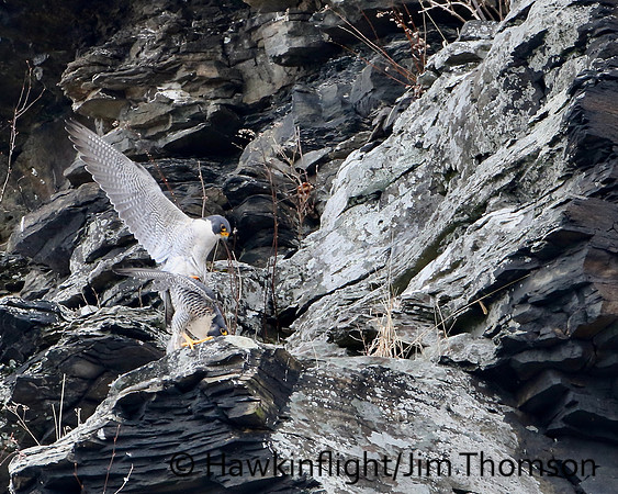 Peregrine Falcon