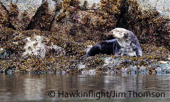 Sea Otter