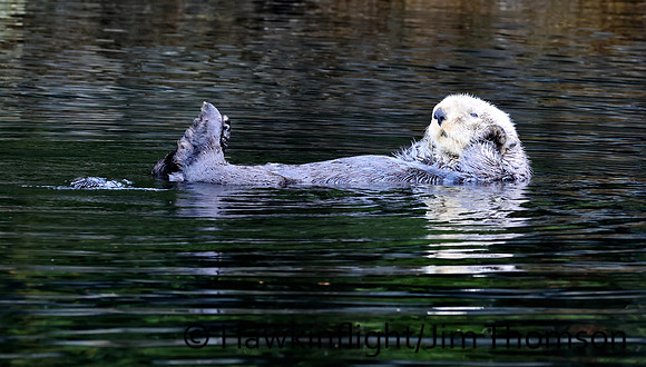 Sea Otter