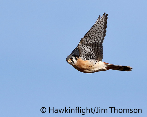 American Kestrel