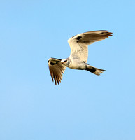 White-tailed Kite