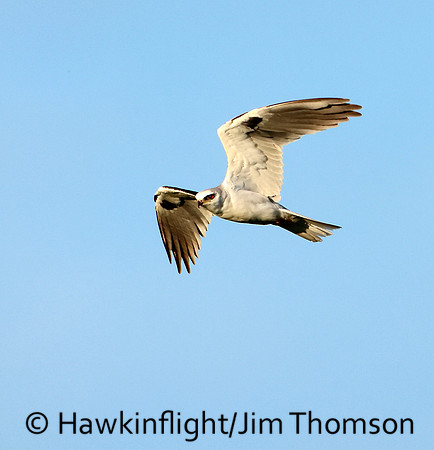 White-tailed Kite