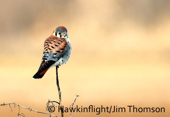American Kestrel