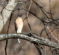 Cooper's Hawk