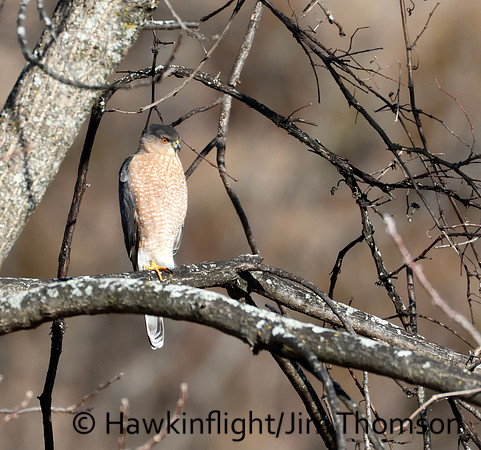 Cooper's Hawk