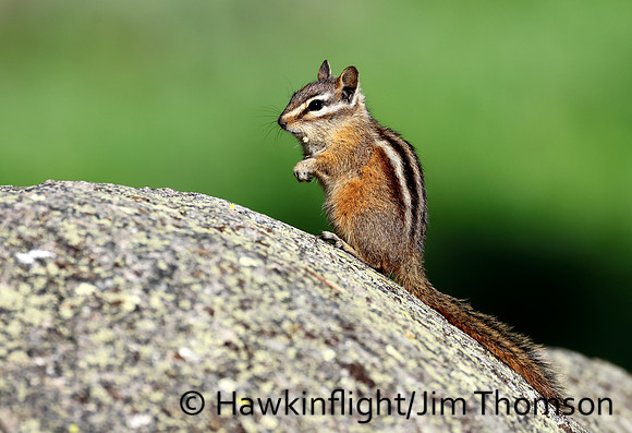 Least Chipmunk