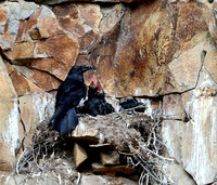 Cliff nesting Ravens- YNP