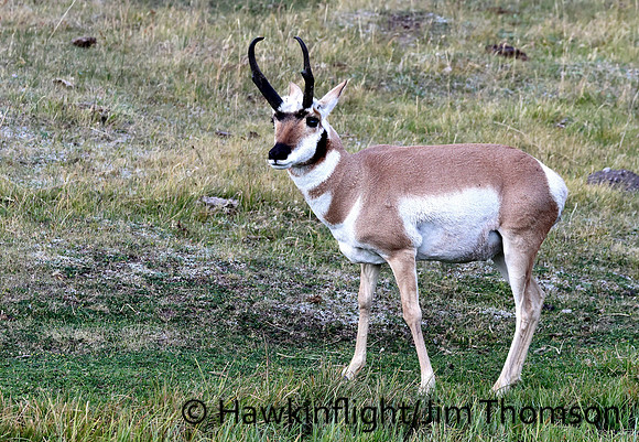 Pronghorn
