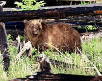Grizzly Bear