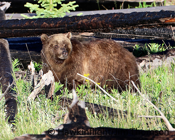Grizzly Bear