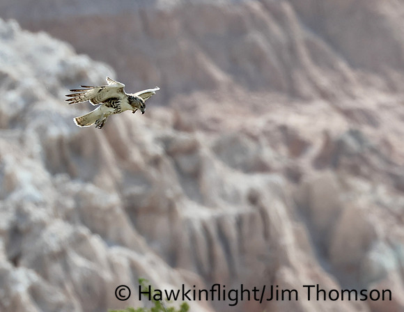Red-tailed Hawk