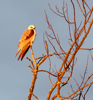 White-tailed Kite
