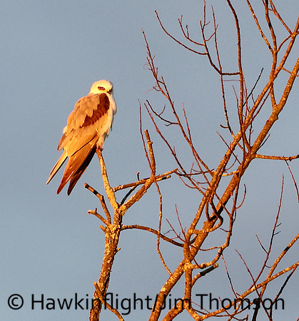 White-tailed Kite