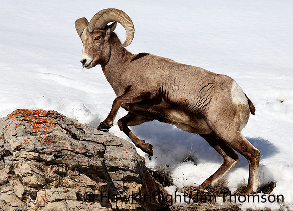 Bighorn Sheep