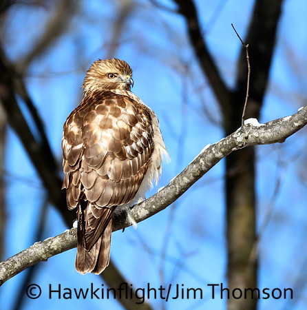 Red-shouldered Hawk