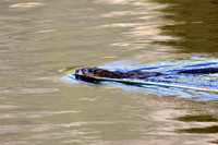 Muskrat