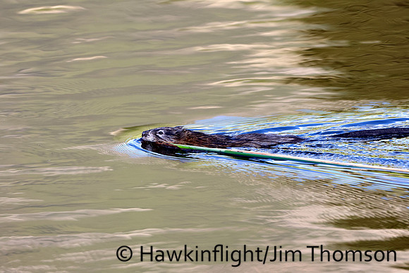 Muskrat
