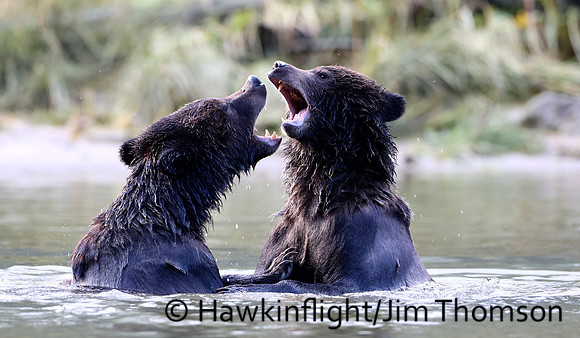 Grizzly Bear
