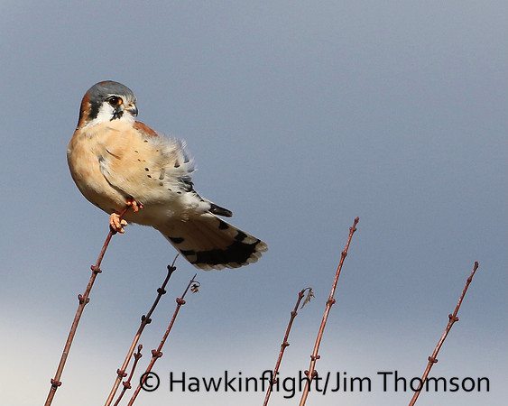 American Kestrel