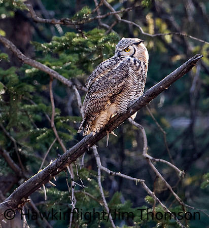 Great Horned Owl