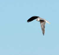 White-tailed Kite