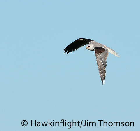 White-tailed Kite