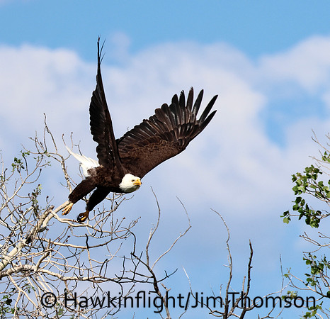 Bald Eagle