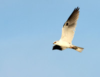 White-tailed Kite