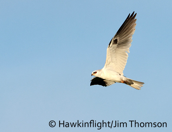 White-tailed Kite
