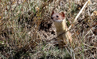 Weasel